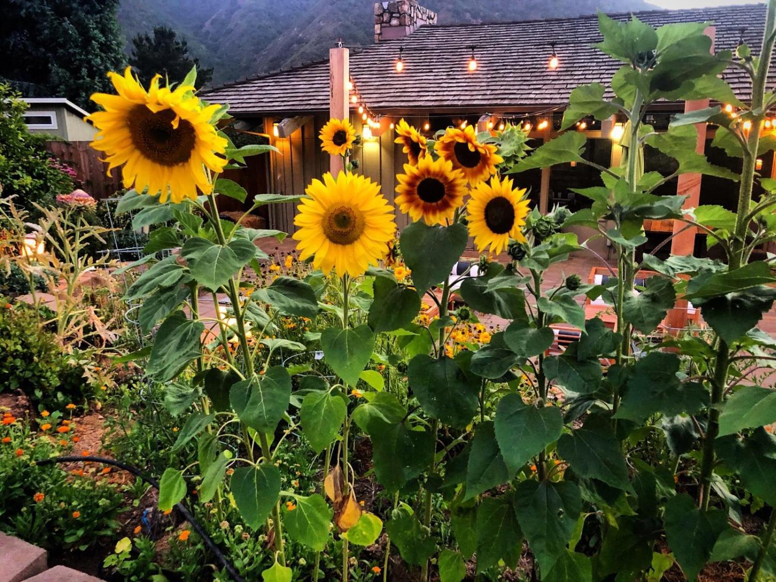 Carmel Valley Lodge Eksteriør bilde